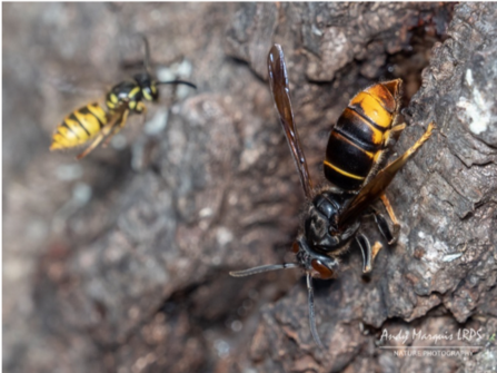 Asian hornet compared with wasp