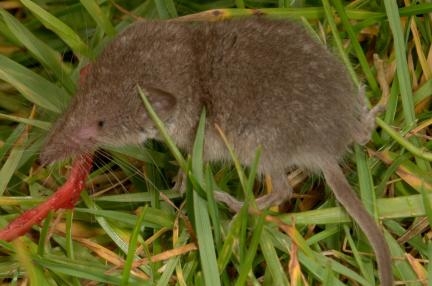 greater white-toothed shrew