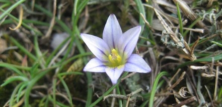 sand crocus