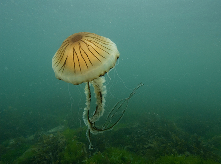 Compass jellyfish