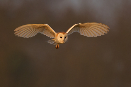 barn owl