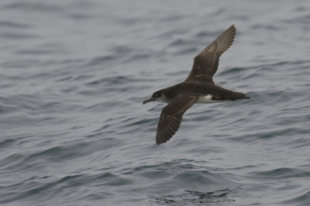 manx shearwater