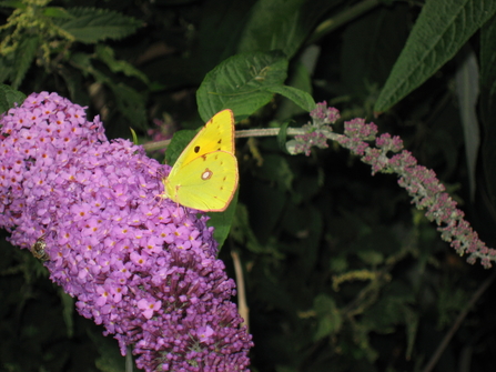 Clouded Yellow Butterfly | Lindsay Pyne