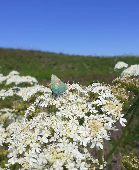 Green Hairstreak Butterfly | Dr Mel Broadhurst-Allen