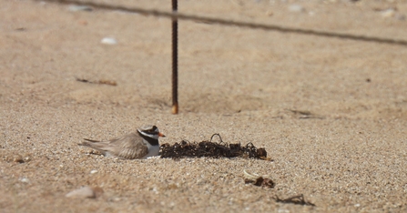 Ringed Plover