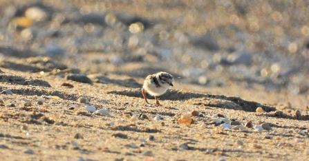 Ringed Plover