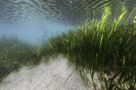 Eelgrass Bed (BEEP)