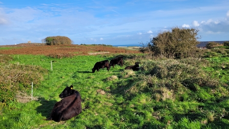 Herd of grazing cows in a field in Alderney