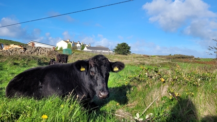 Grazing cow resting in a field in Alderney