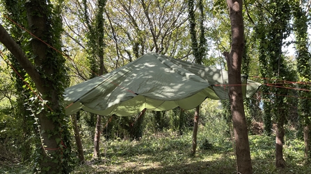 Hammock in the ACW