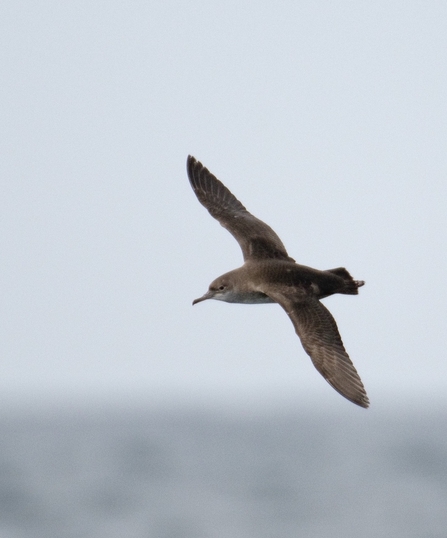 Balearic Shearwater (Chris Gomersall/2020VISION)