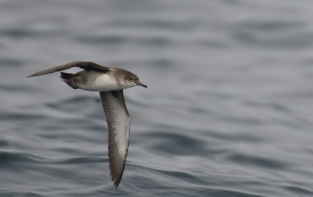 Balearic Shearwater (Chris Gomersall/2020VISION)