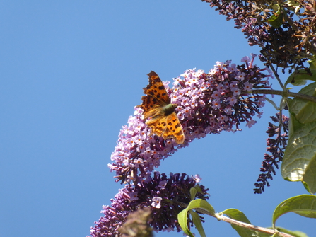 Comma Butterfly