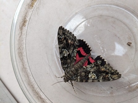 Dark Crimson Underwing