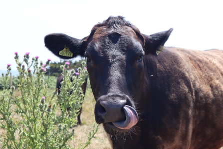 Conservation Grazing Herd