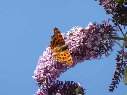 Comma Butterfly