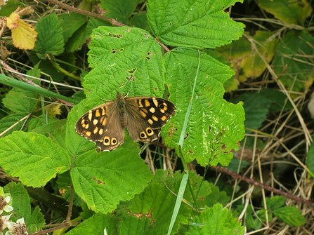 Speckled Wood