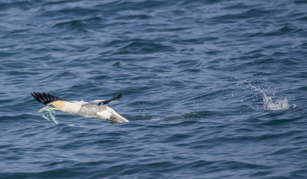 Gannet and plastic