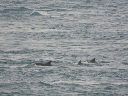 dolphins