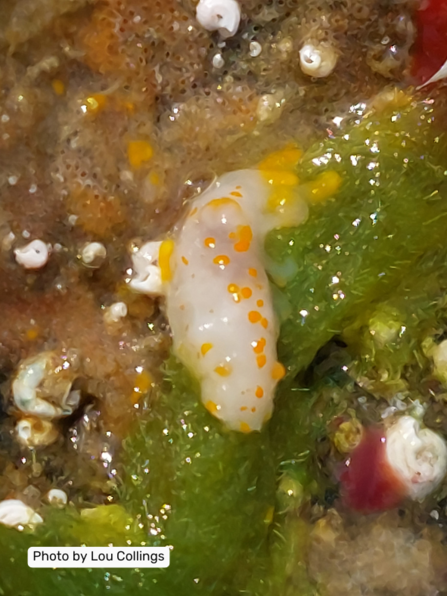 Orange Clubbed Sea Slug