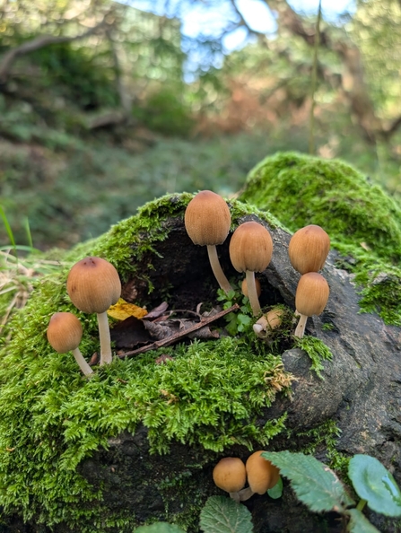 Glistening Inkcap - Credit: Chloe Hayward