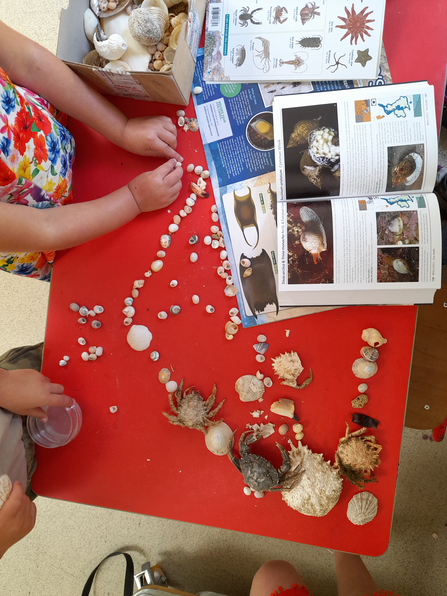 Play with sea shells