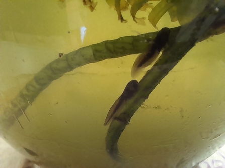 Observe tadpoles 