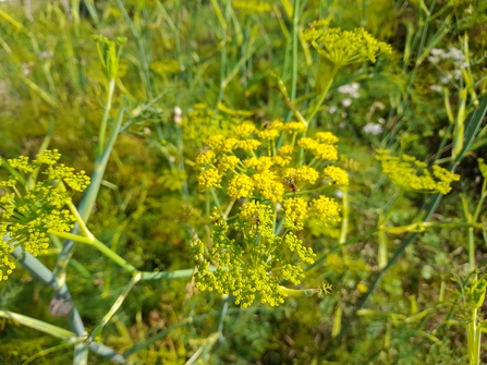 Fennel
