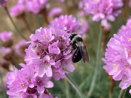 Ash mining bee on Thrift