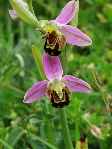 Bee Orchid
