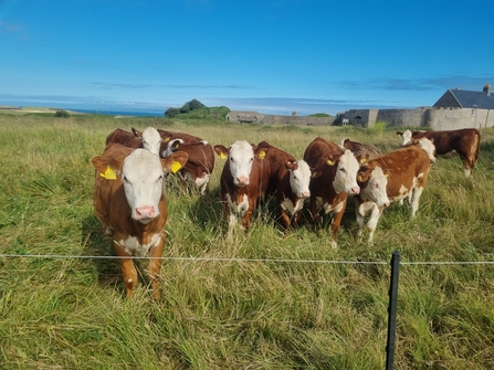 10 Guernsey Hereford cross cows stood by the Nunnery