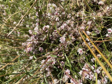 Dodder in flower
