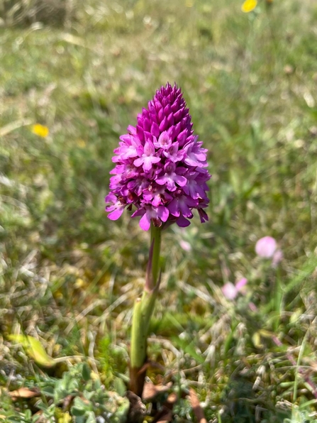 Pyramidal Orchid
