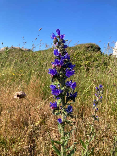 Viper's Bugloss