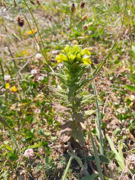 Yellow Bartsia