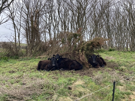 Cows lying down next to a fallen conifer tree