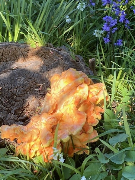 Chicken of the woods