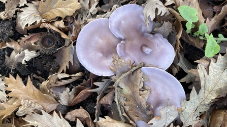 Wood Blewit