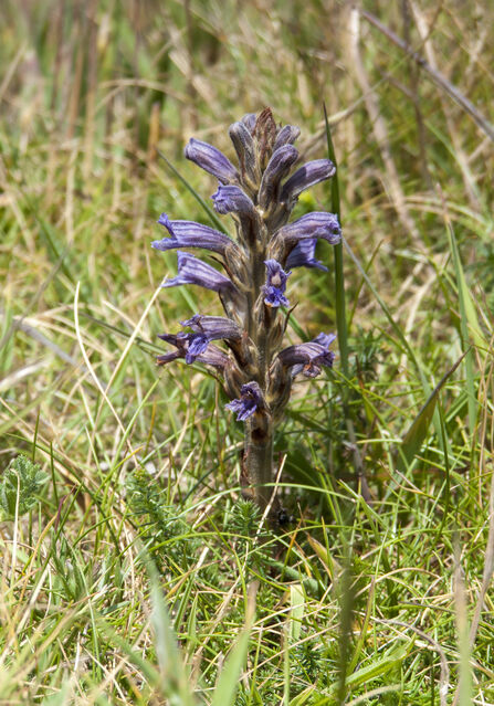 Yarrow Broomrape