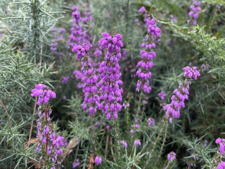 Bell heather