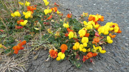 Bird's-foot trefoil