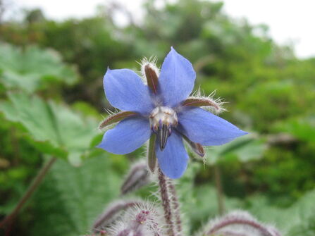 Borage