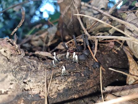 Candlesnuff (left) / Niamh McDevitt