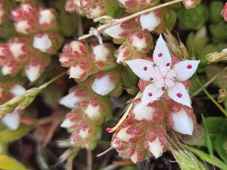 English stonecrop