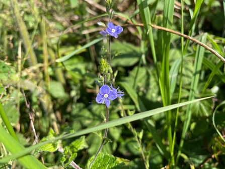 Germander speedwell
