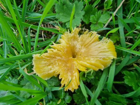 Golden Waxcap