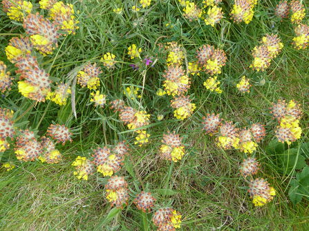 kidney vetch