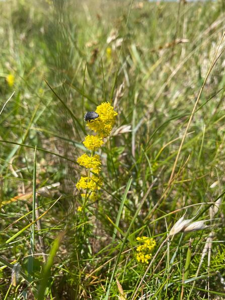 Lady's bedstraw