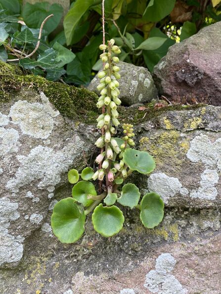 Wall pennywort (Navelwort)