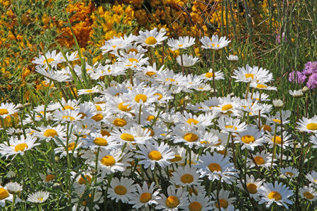 Ox-eye daisy 